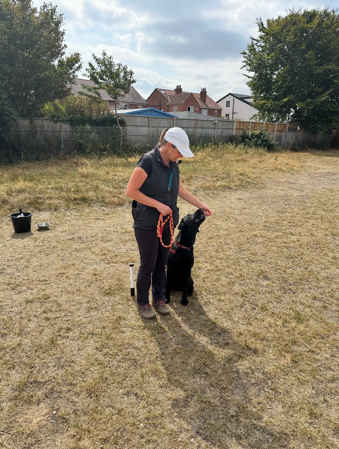 Handler rewarding a black Labrador sitting attentively in a grassy training field