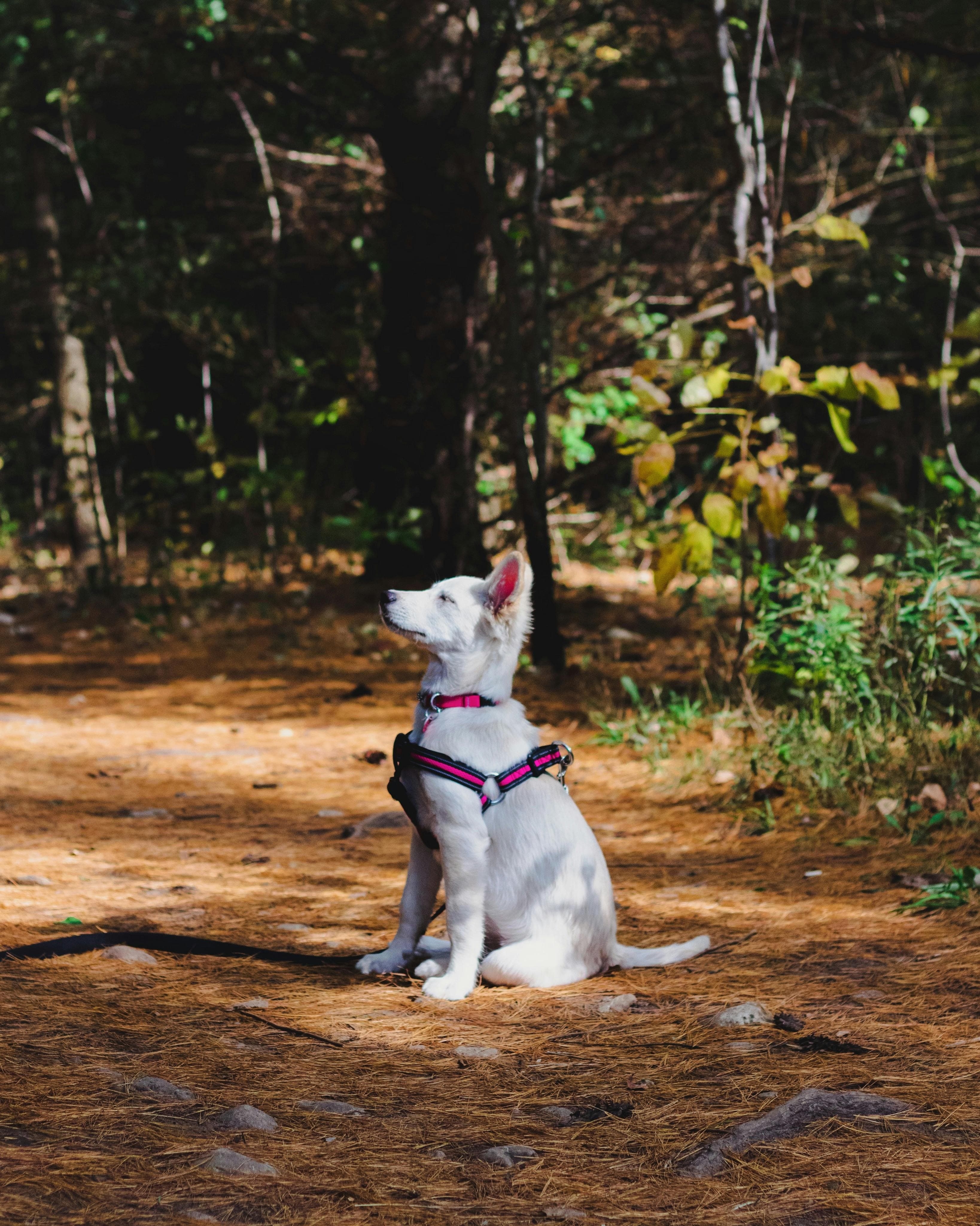 Dog sitting obediently in a woodland environment