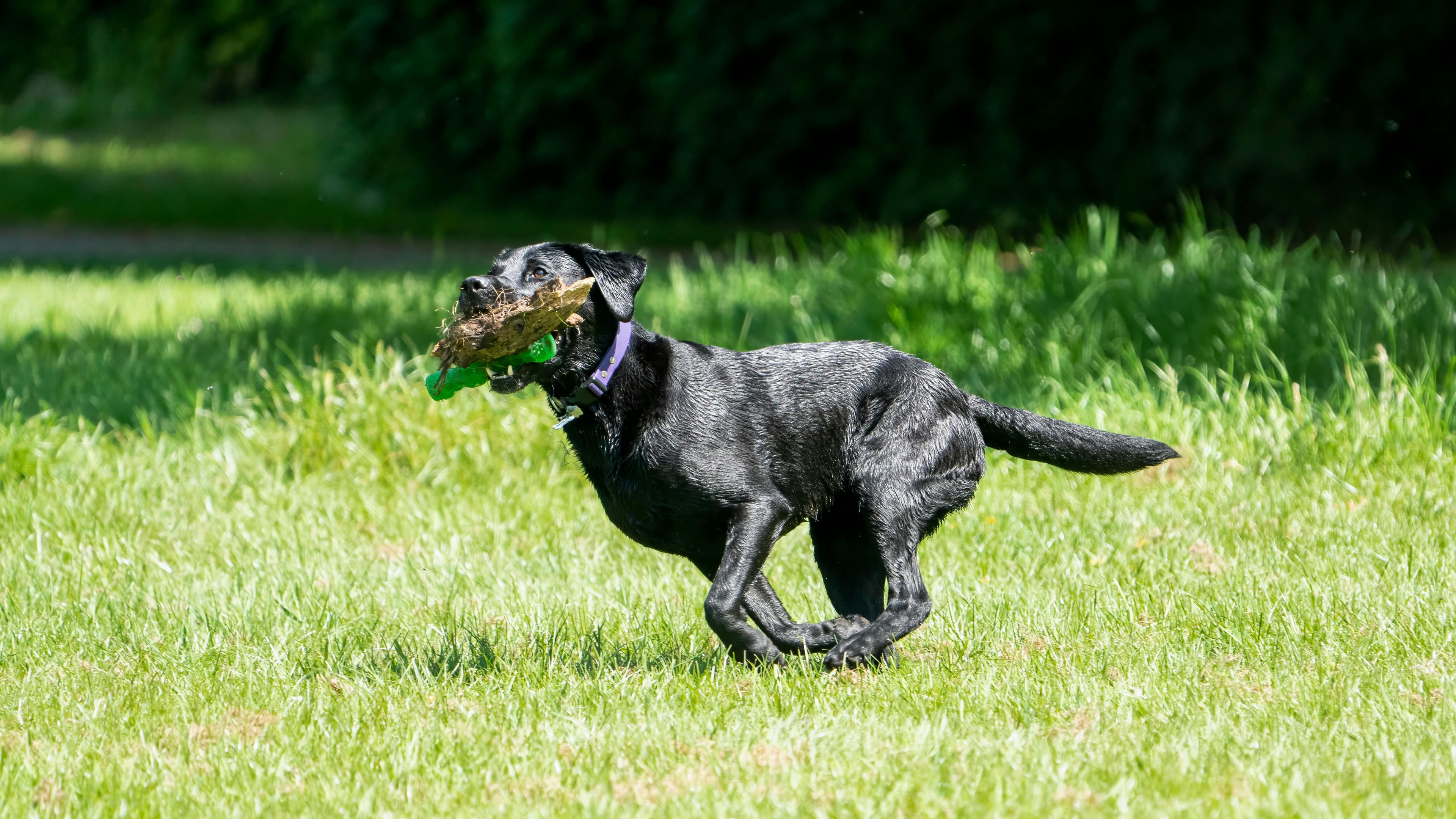Black Labrador running at speed across open ground with a training dummy