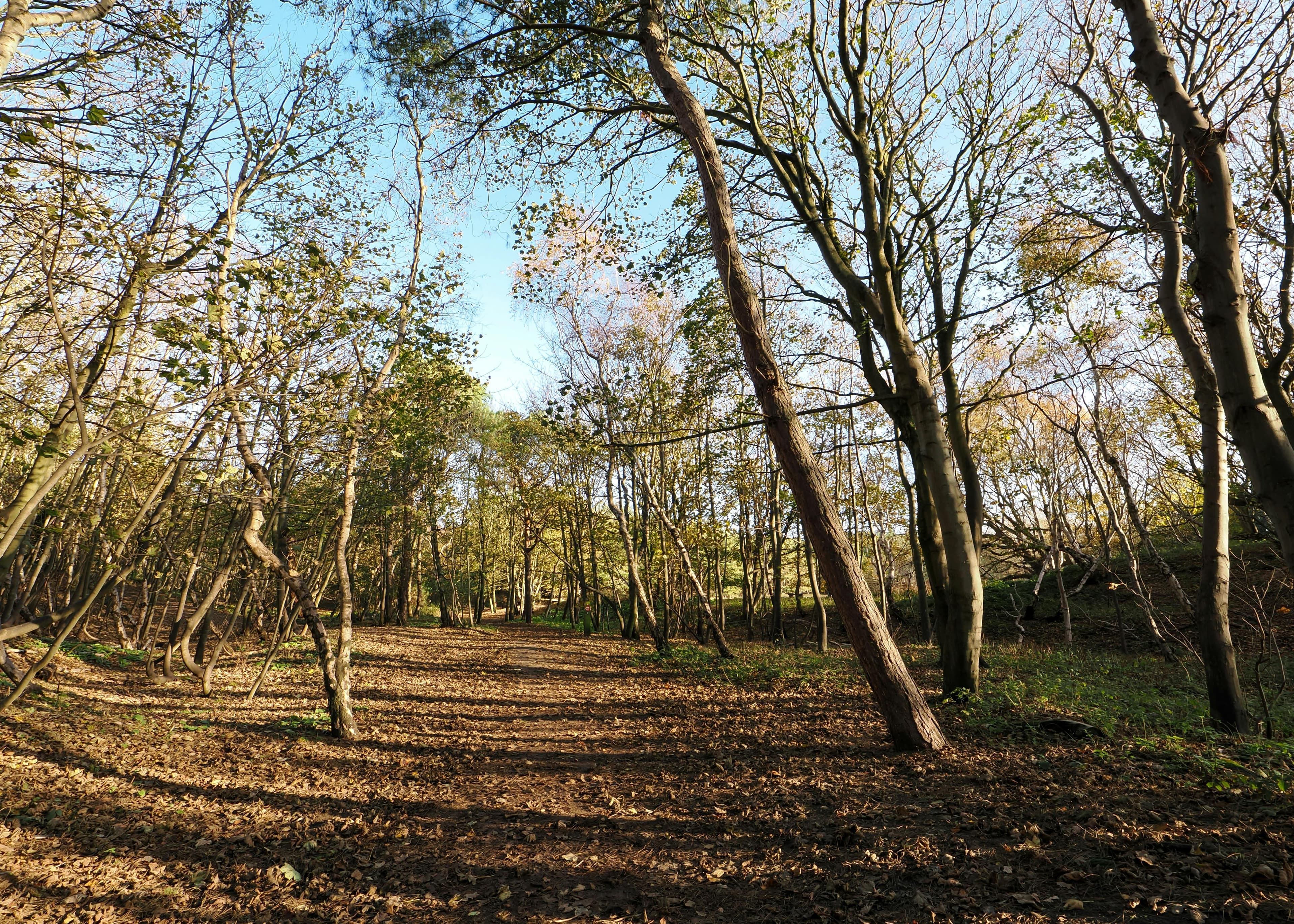 Sunlit path through pine woodland at Formby