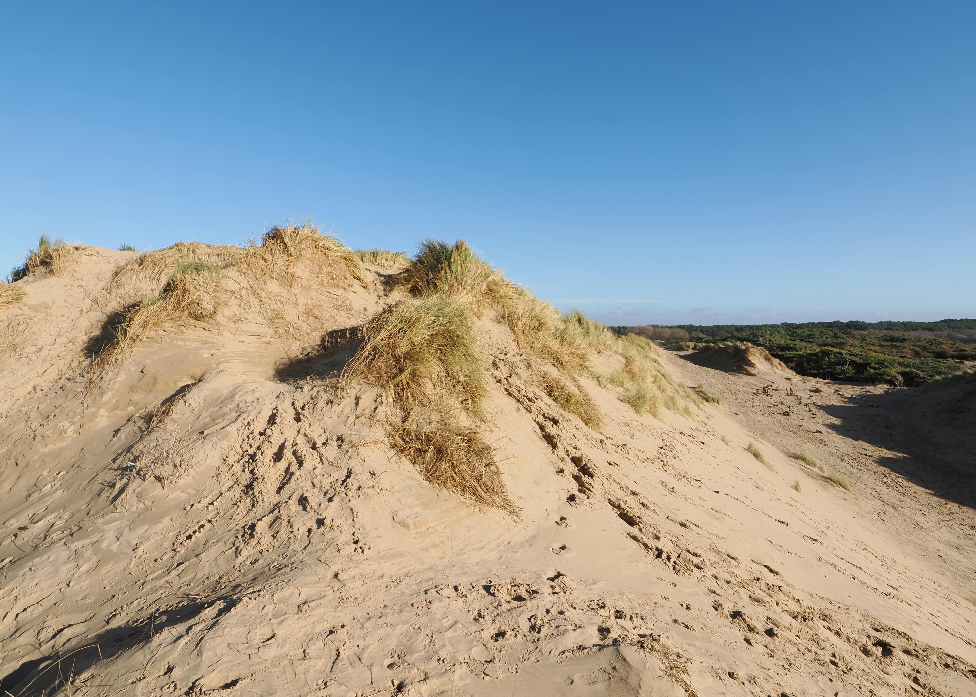 Sand dunes and marram grass under a clear sky at Formby